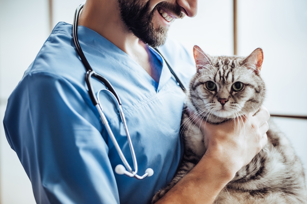 dicas para viajar com animais