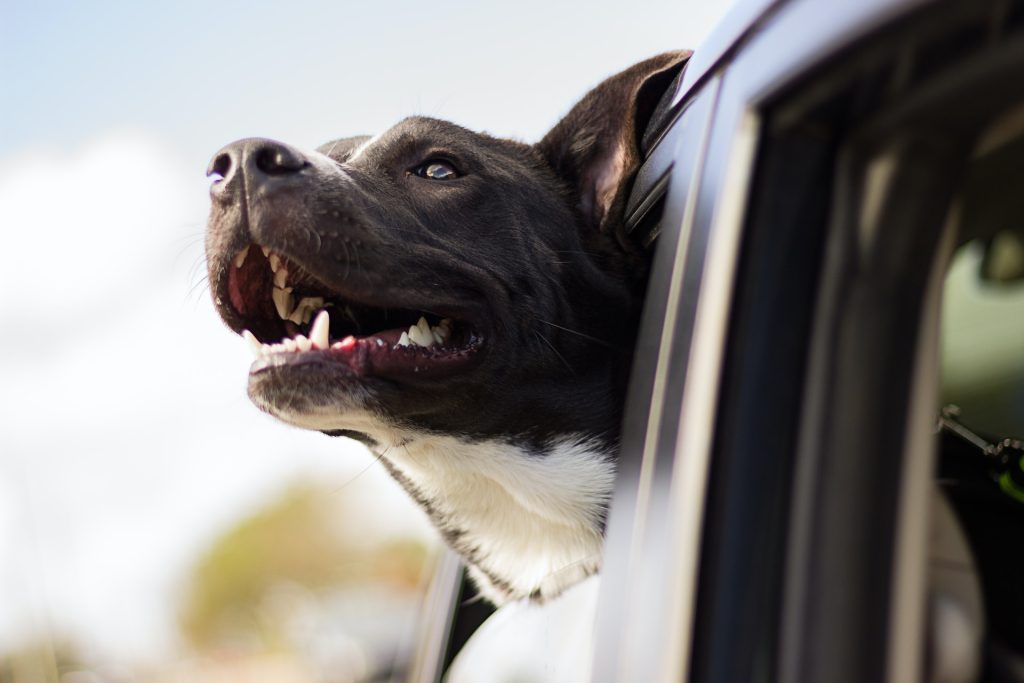 dicas para viajar com animais