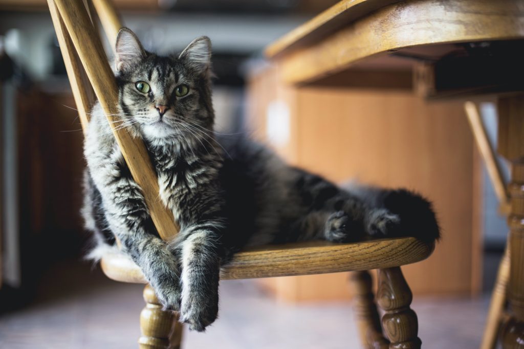 dicas para viajar com animais
