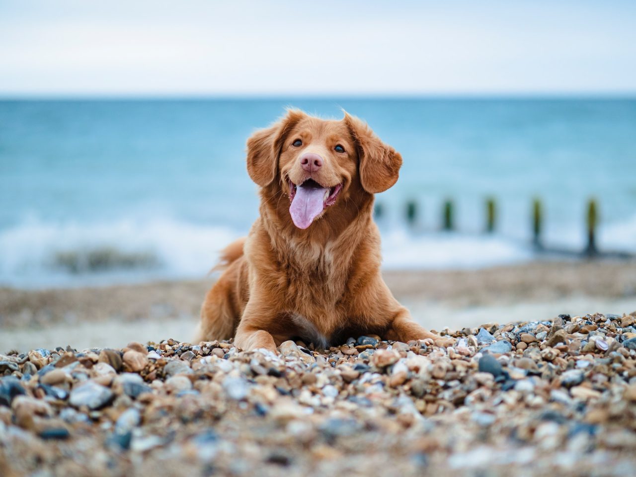 dicas para viajar com animais