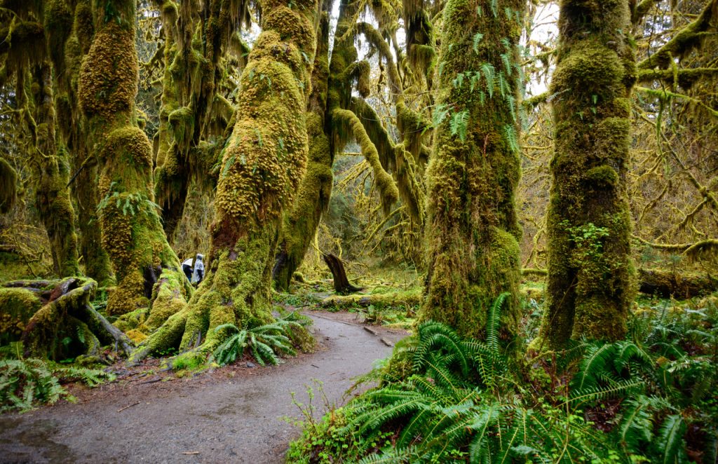 Floresta tropical Hon, Estados Unidos da América