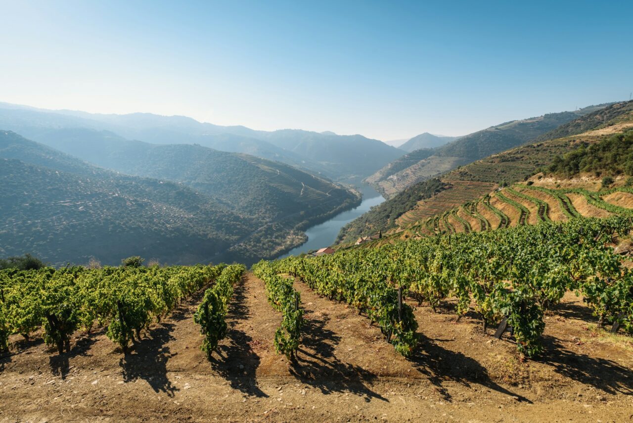 Douro Vinhateiro, Portugal
