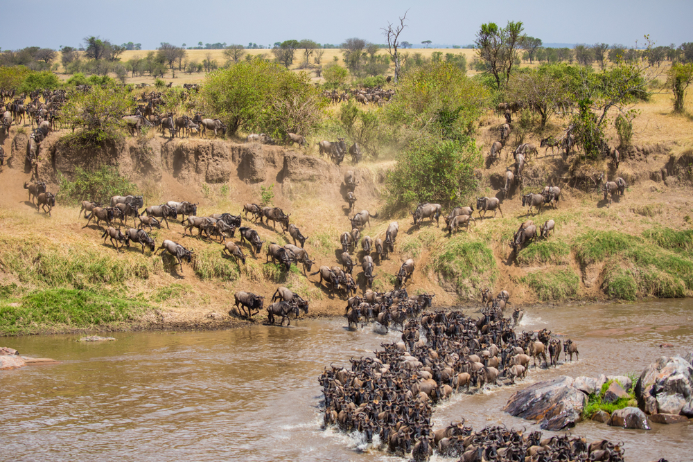 Os melhores destinos de safari para ver os BIG 5!