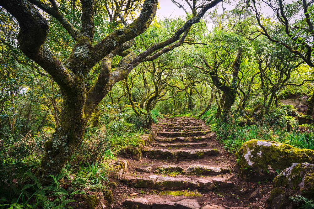 Serra do Bussaco, ideias para escapadinhas de Primavera em Portugal