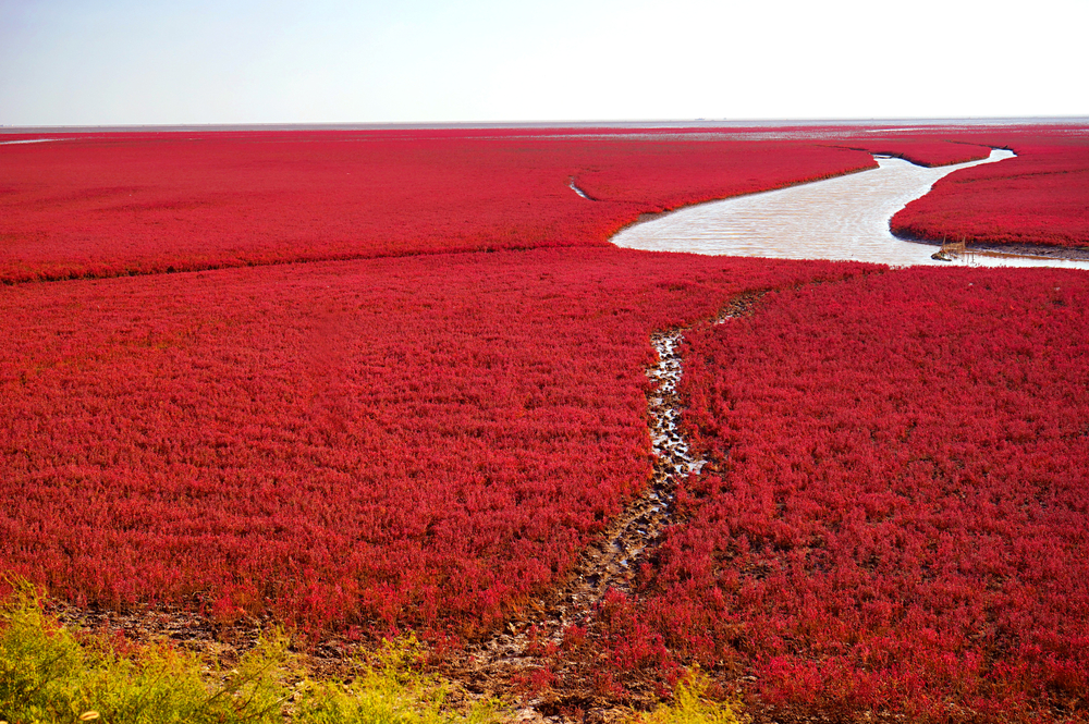Praia vermelha em Liaoning / Foto de riverwill_kay / Shutterstock