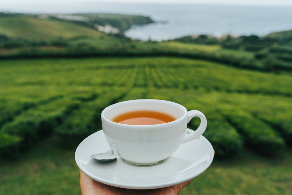 Fábrica da Chá Gorreana, O que fazer em São Miguel com chuva, Açores