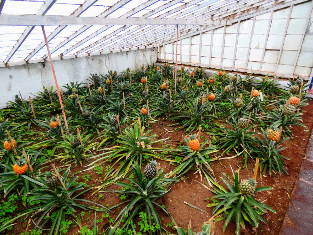 Plantação de Ananáses, O que fazer em São Miguel com chuva, Açores