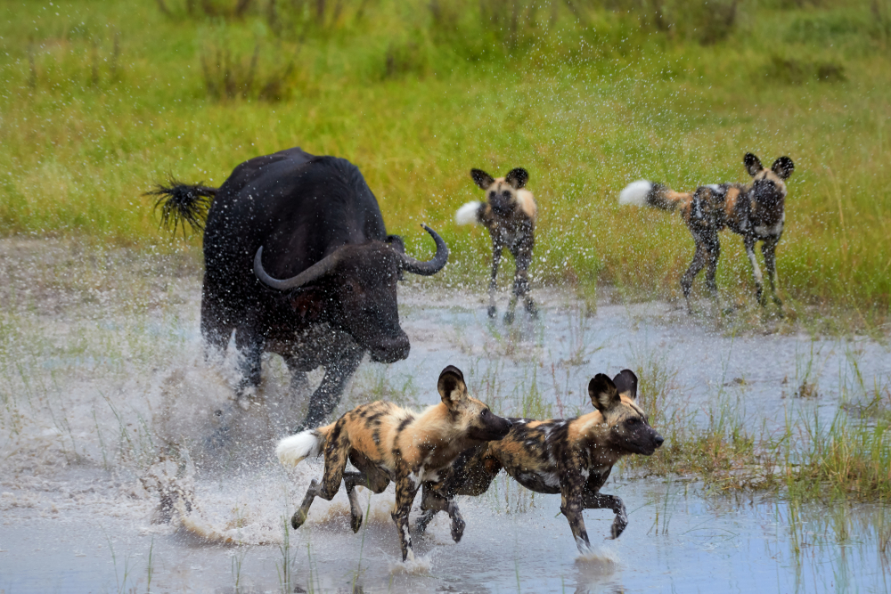 Reserva Moremi, botswana