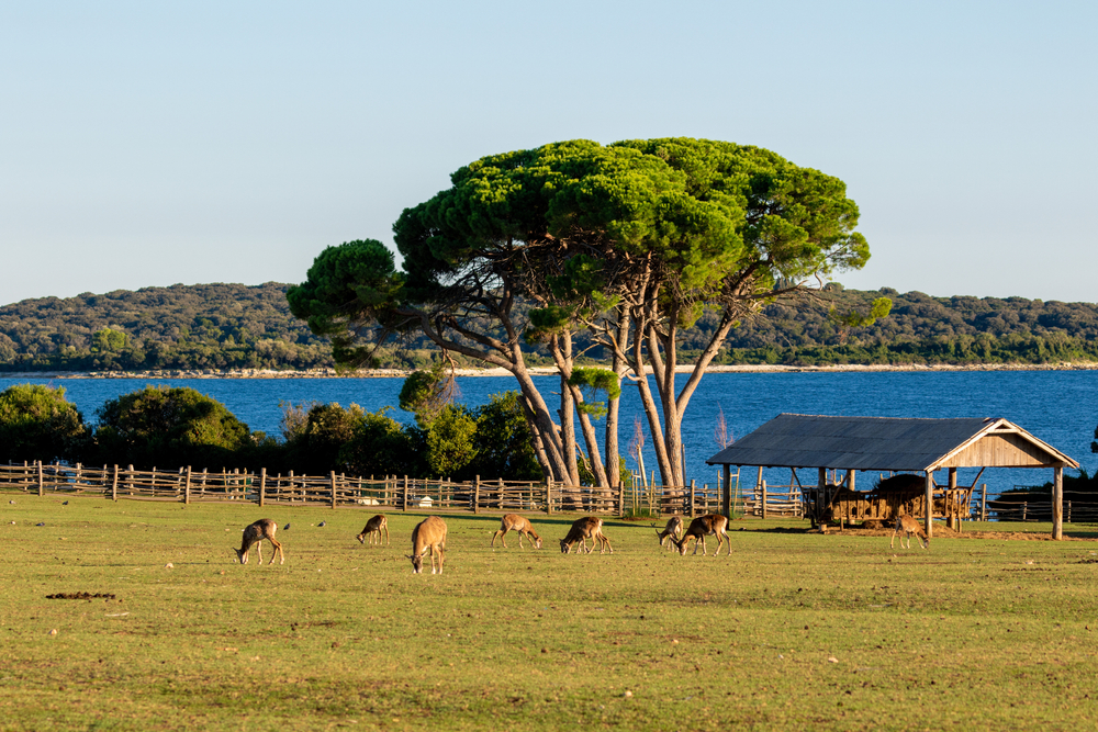 Brijuni National Park, Top 5 parques para visitar na Croácia