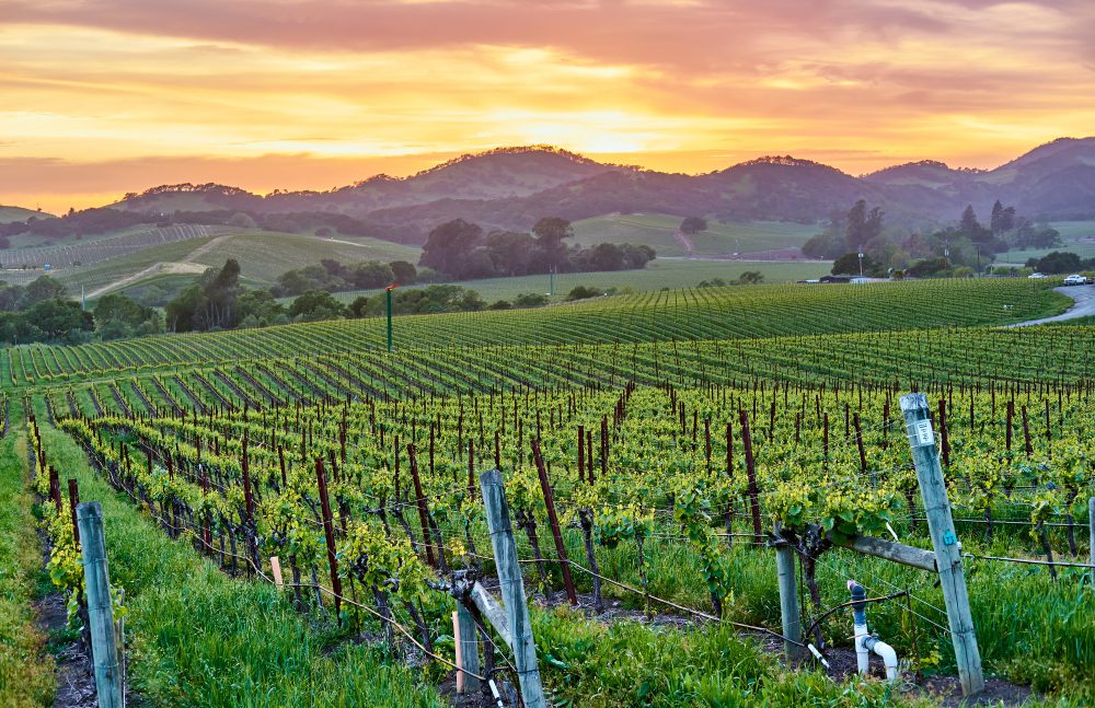 Vinhas em Napa, Califórnia / Foto de haveseen / Shutterstock