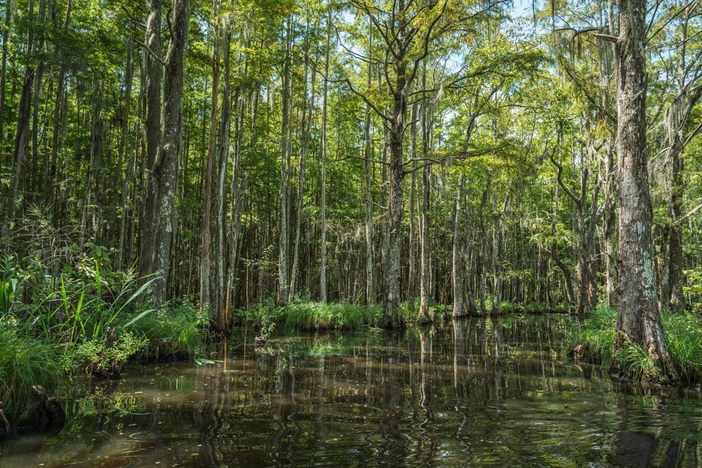 Bayou Country, Louisiana, Estados Unidos da América