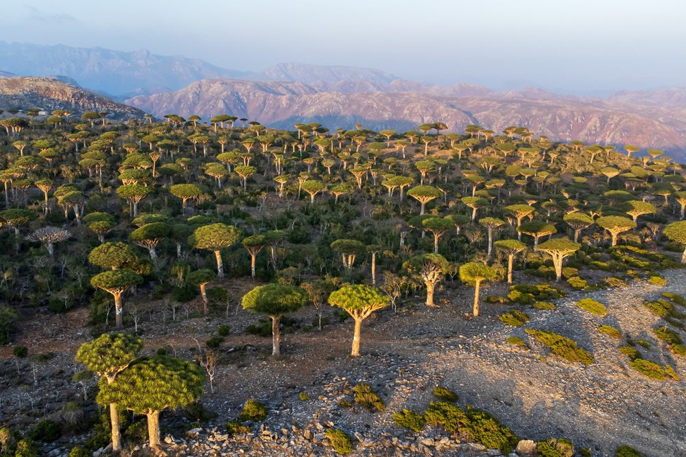 Dracaena Cinnabar , Iémen