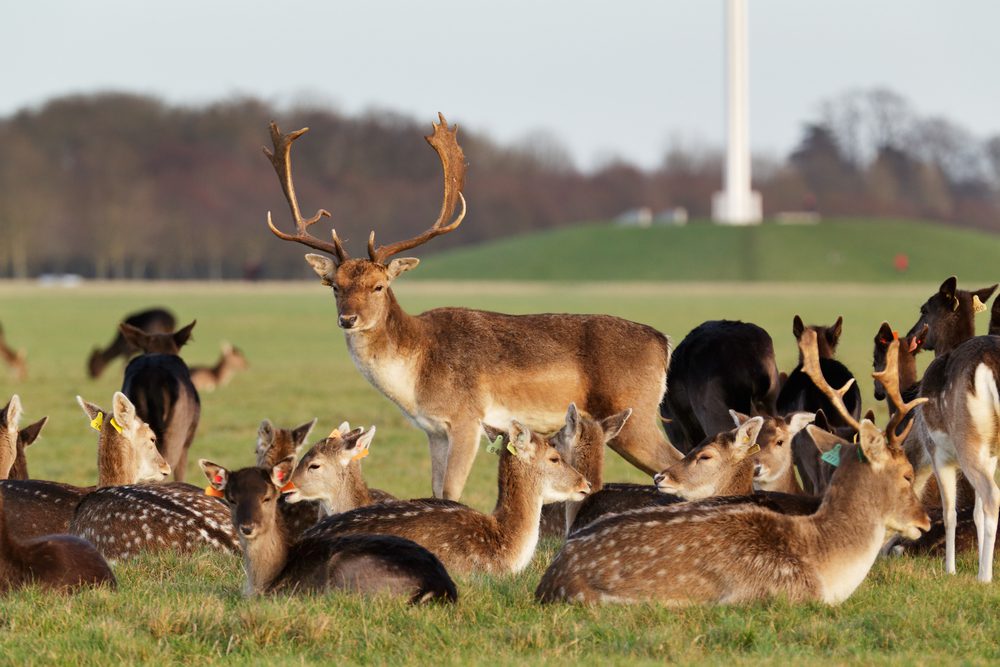 Phoenix Park, Dublin, Irlanda, Destinos para visitar em outubro