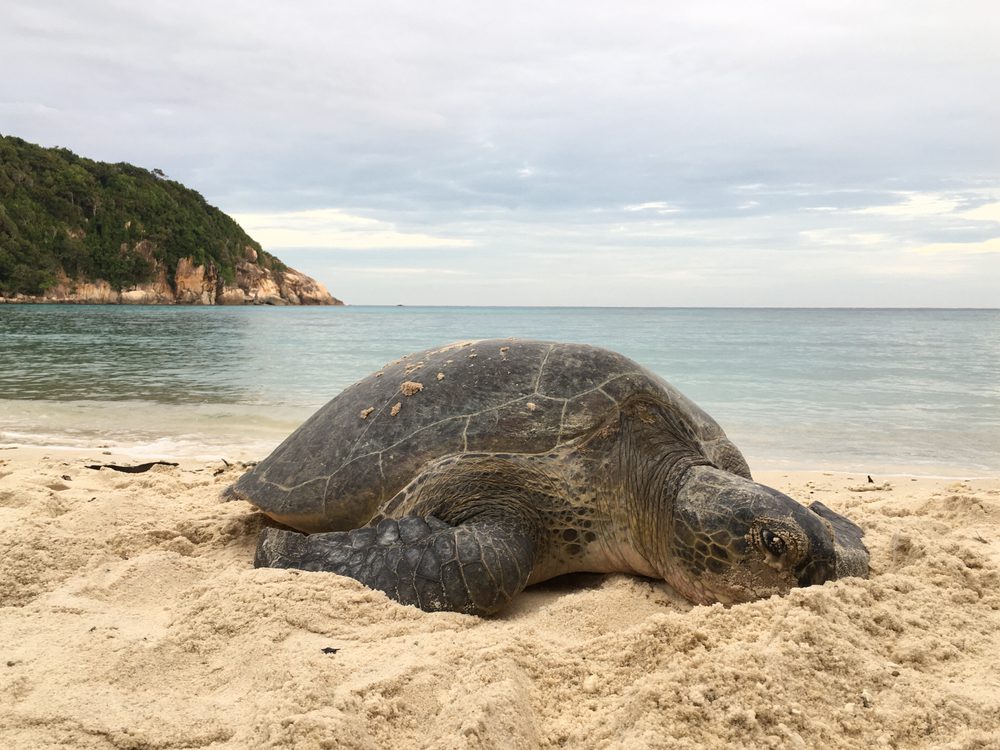 Tartaruga, Santuário Chagar Hutang Turtle, Ilhas Redang e as Ilhas Perhentian Malásia