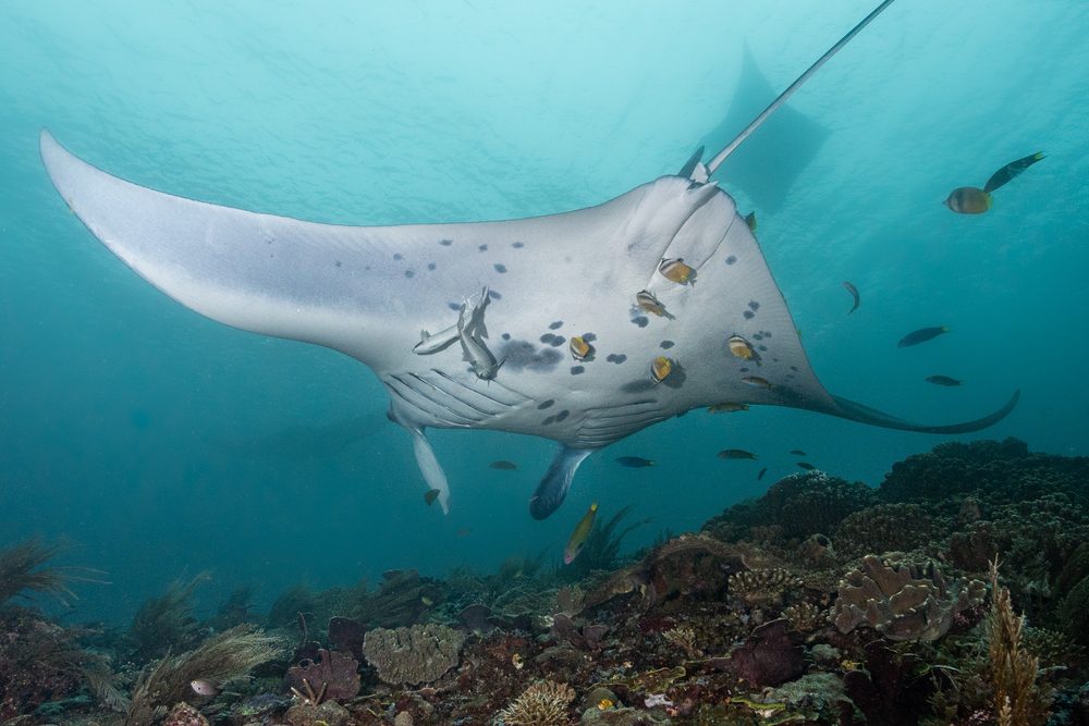Mantas em Manta Sandy