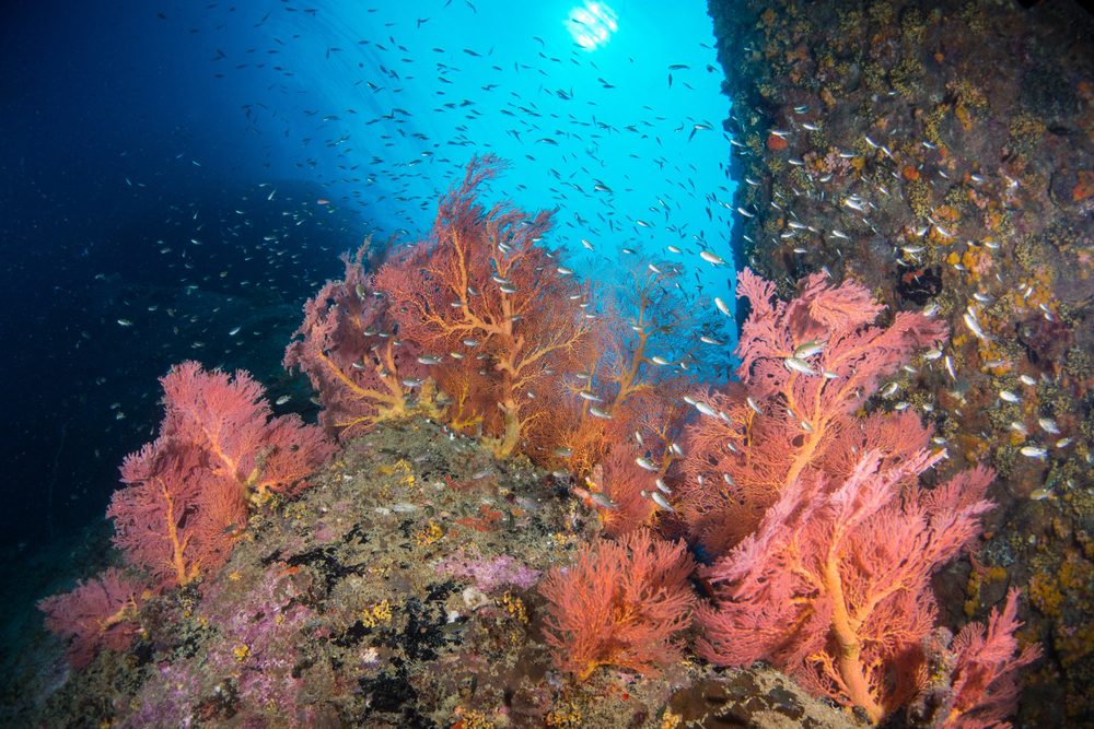 Terumbu Tiga, Ilhas Redang e as Ilhas Perhentian Malásia