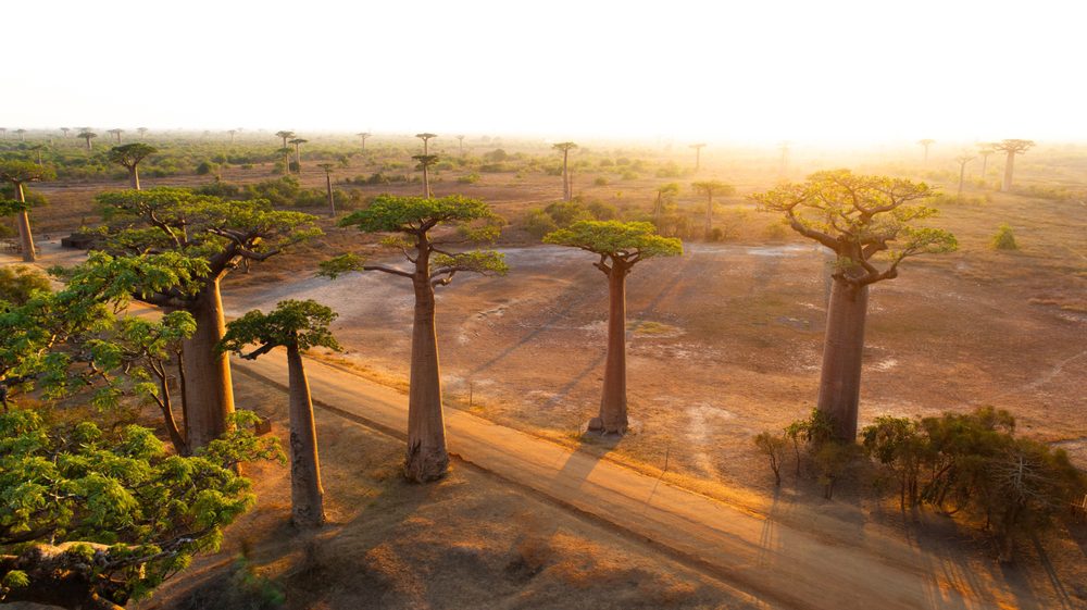 Madagascar: Nosy Be, as Baobás e Tudo o que Precisa de Saber antes de Ir