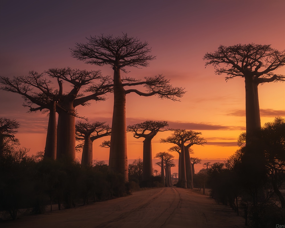 Madagascar: Nosy Be, as Baobás e Tudo o que Precisa de Saber antes de Ir