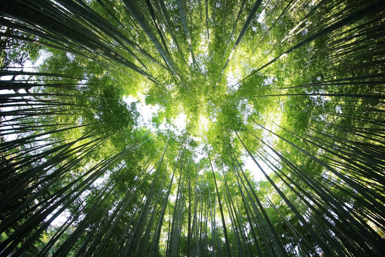 bamboo
