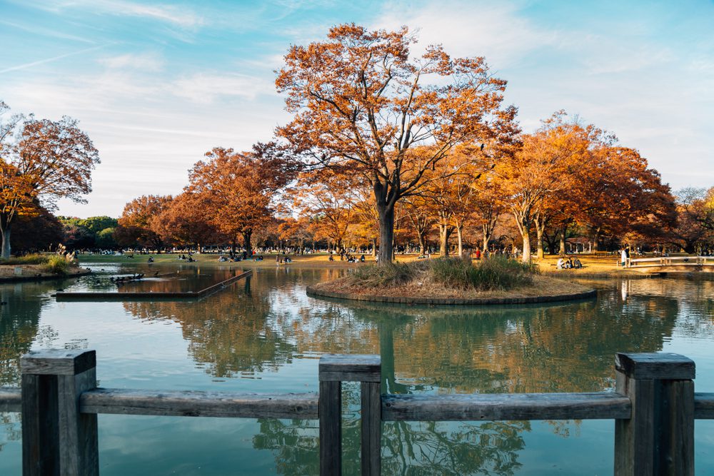 Parque Yoyogi, coisas grátis para aproveitar Tóquio