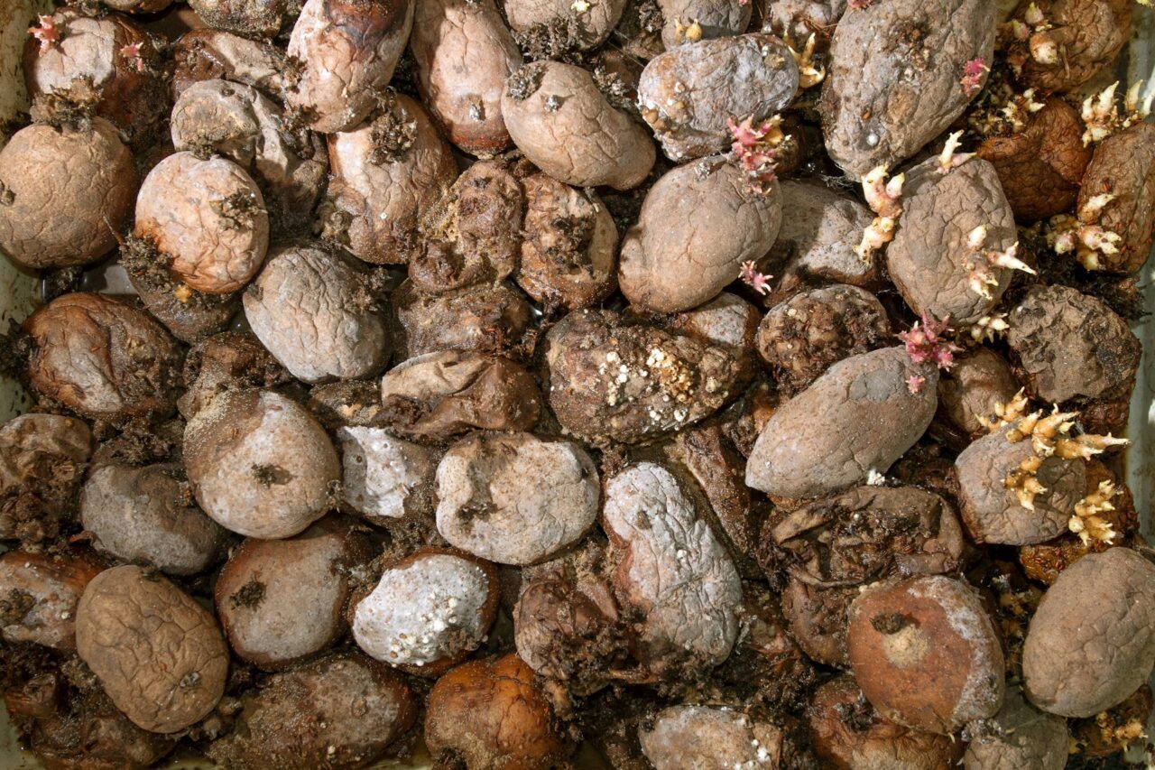 batatas podres