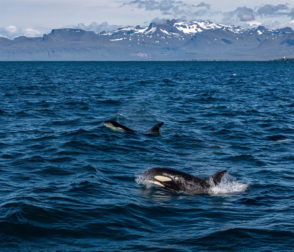Orcas, Islândia