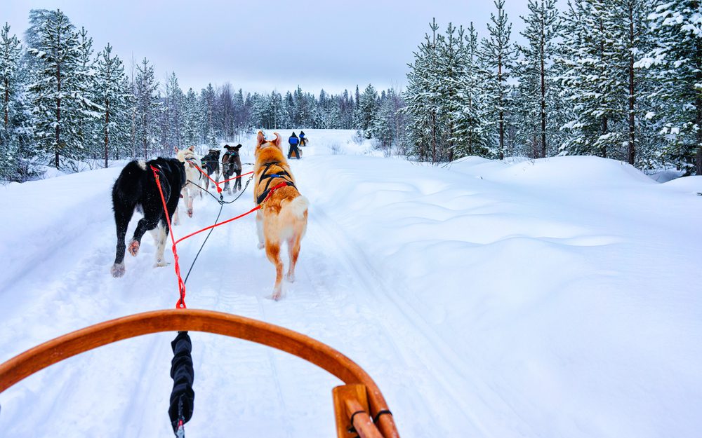 Huskies na neve