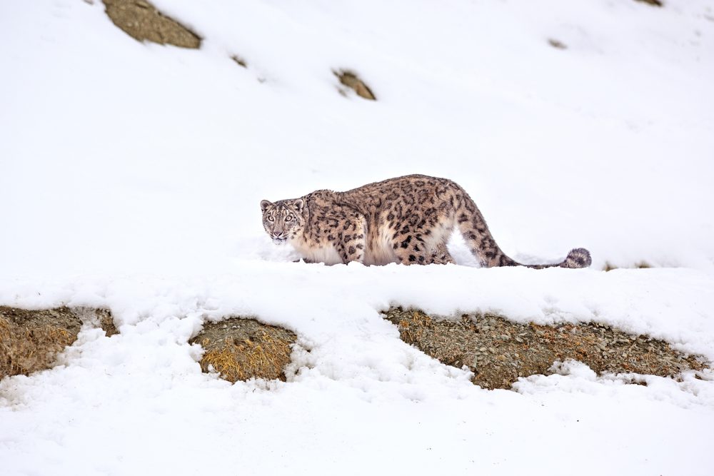 Leopardo-das-neves, Indía, Top viagens a fazer no inverno