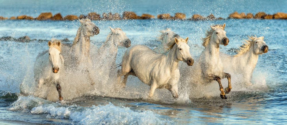 Cavalos brancos de Camarga, Provença, Os lugares mais românticos de França