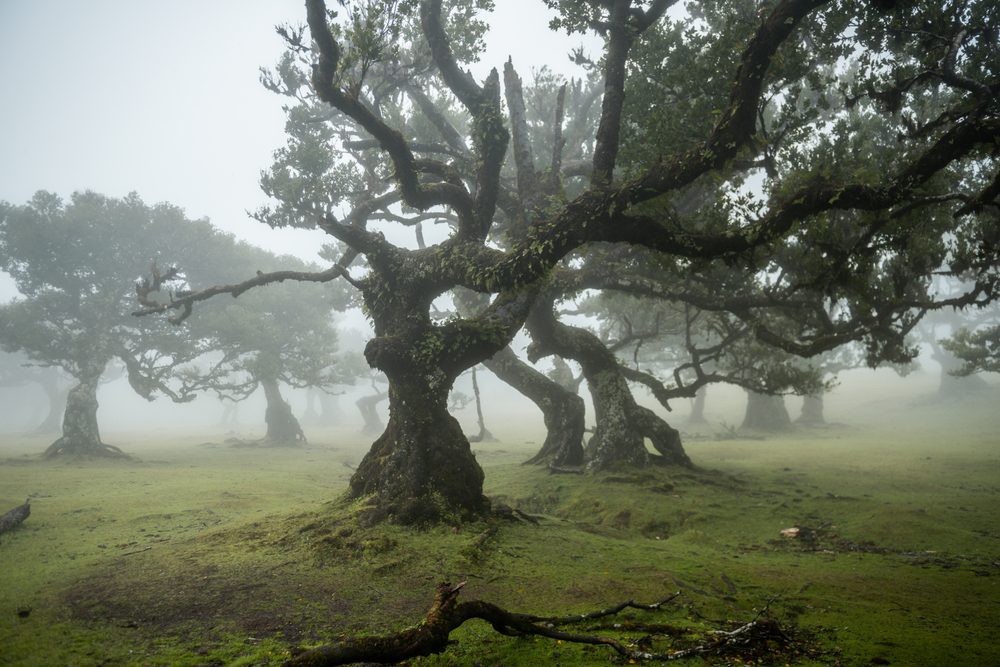 Floresta do Fanal, Madeira, Atividades para fazer com crianças na Madeira