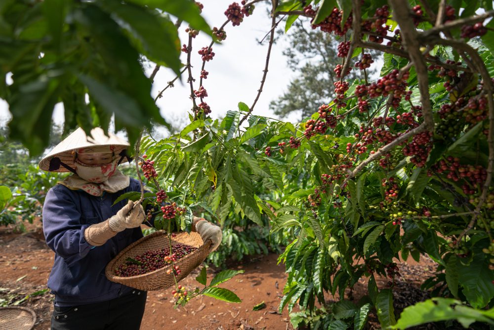 plantação de café em buon me thuot