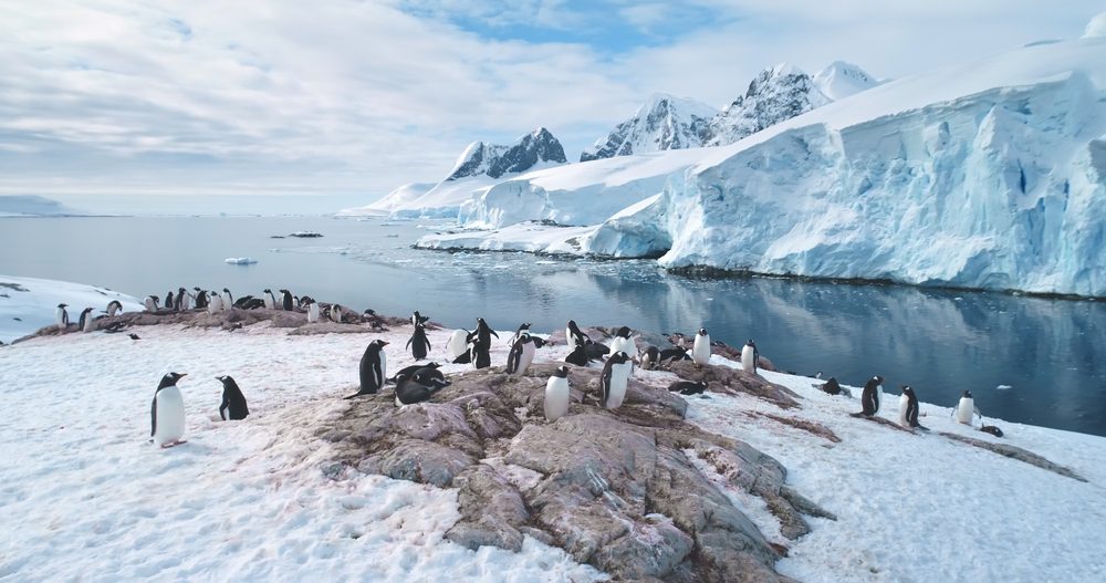 Pinguins na Antártida