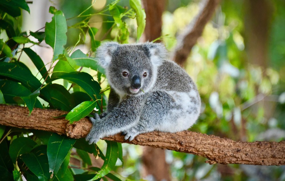 Coala na Austrália, Melhores Destinos de Vida Selvagem