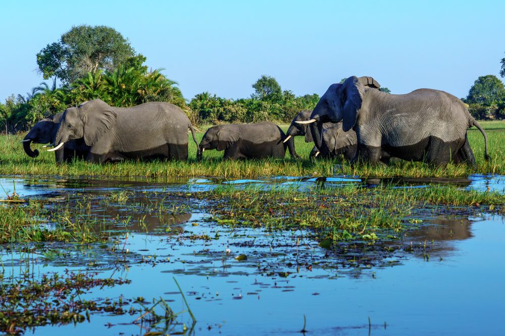 Elefantes no Delta de Okavango, Botswana, Melhores Destinos de Vida Selvagem