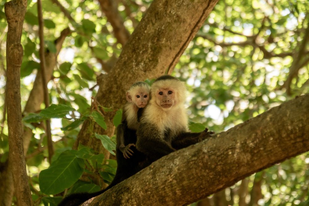 Macacos-capuchinhos na Costa Rica, Melhores Destinos de Vida Selvagem