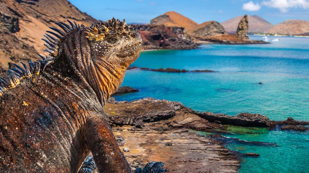 Iguana marinha nos Galápagos