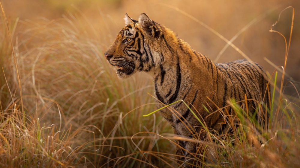 Tigre de bengala na Índia