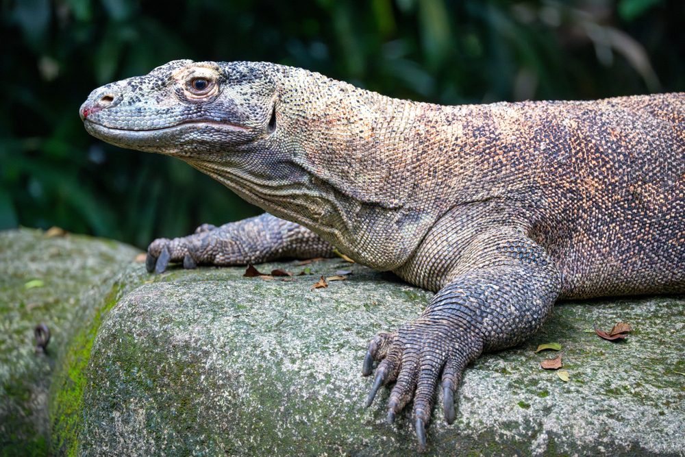 Dragão de Komodo, Indonésia, Melhores Destinos De Vida Selvagem