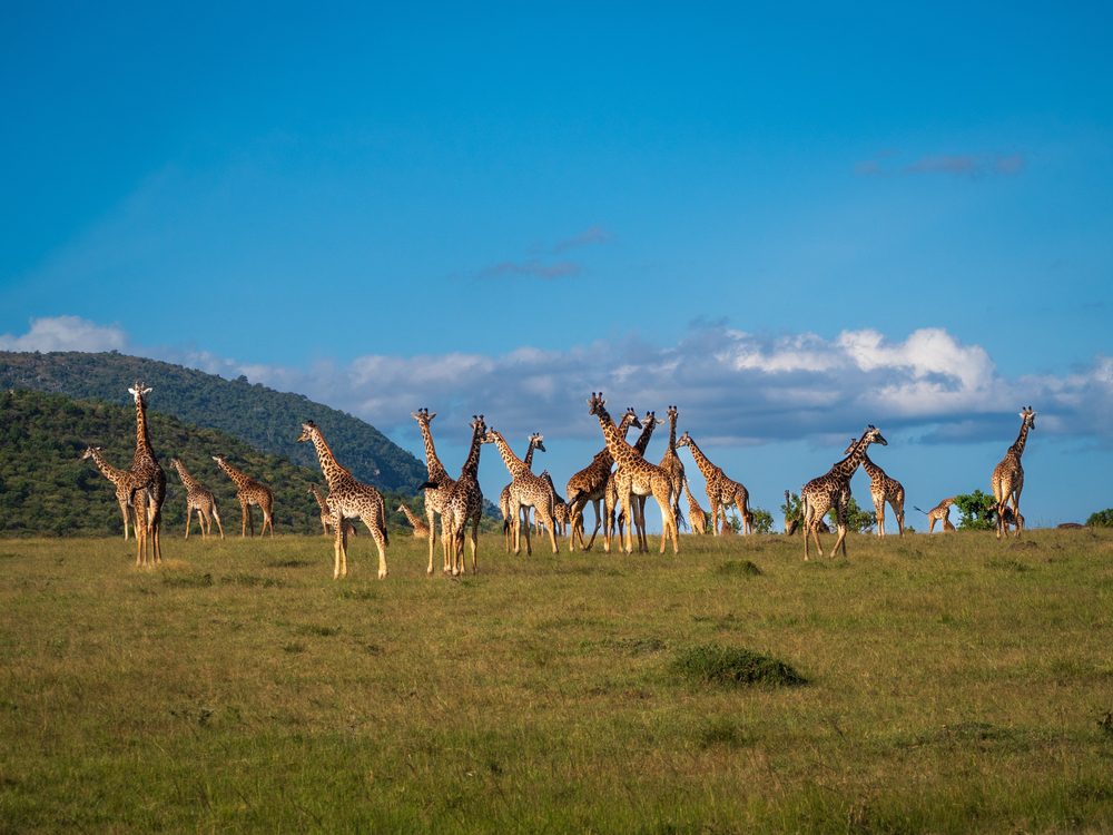 Girafas em Masai Mara, Quénia, África, Melhores Destinos de Vida Selvagem