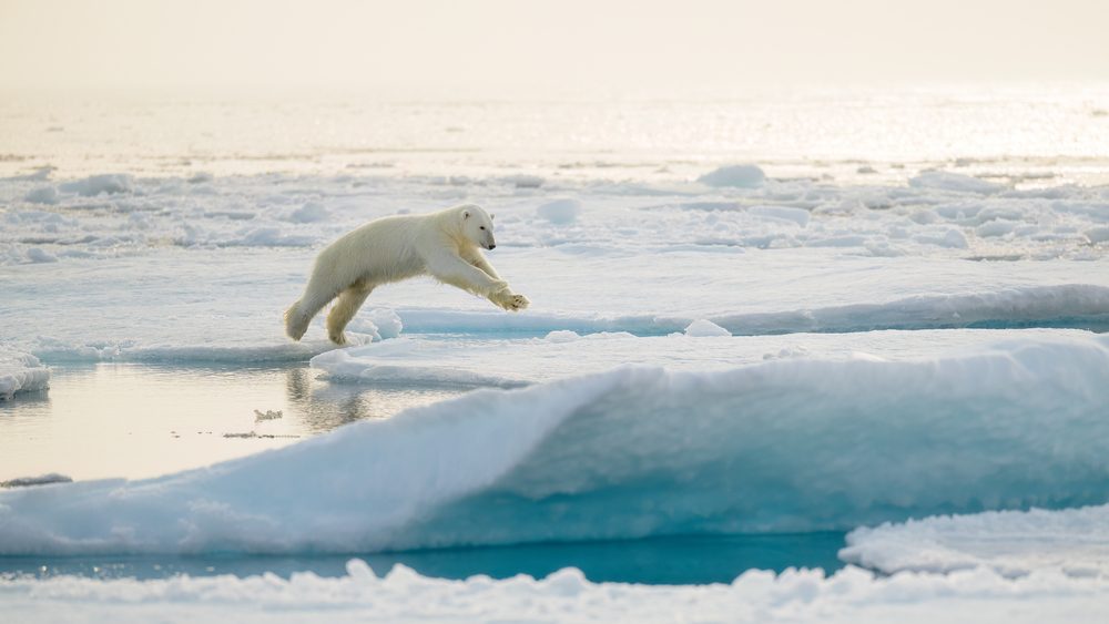 Urso Polar em Svalbard, Noruega