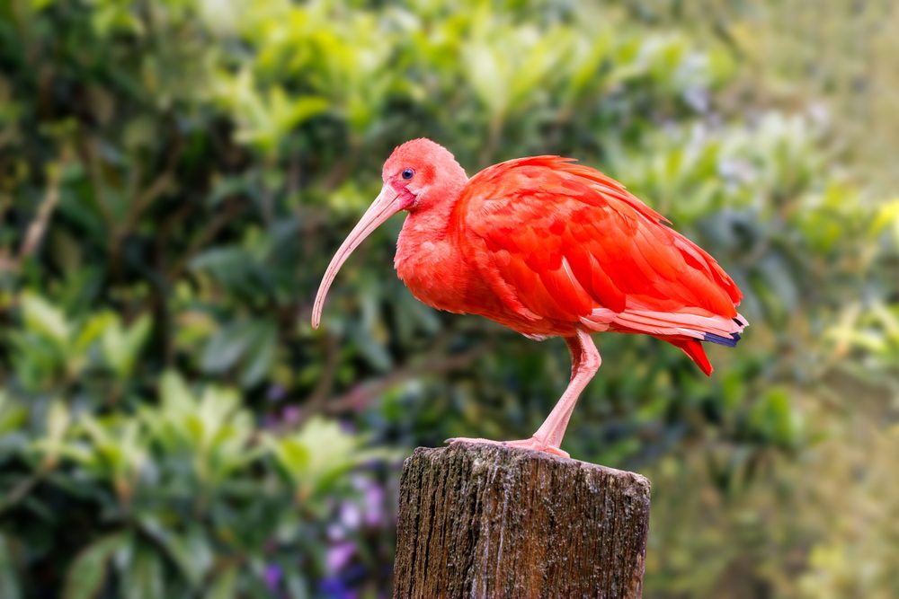 Pássaro Ibis em Trinidad & Tobago, Melhores Destinos de Vida Selvagem
