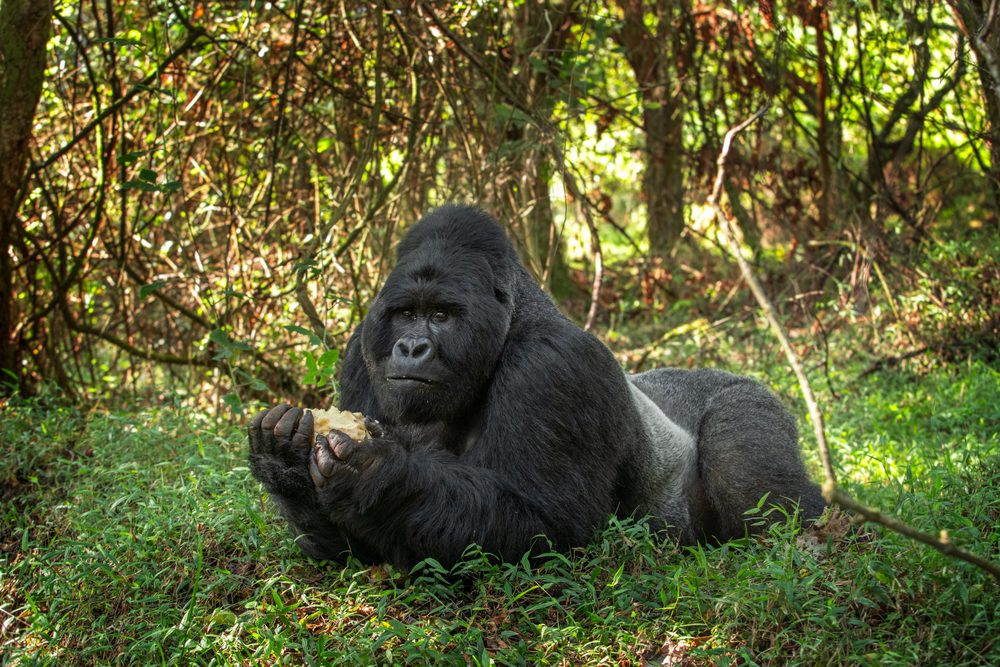 Gorila no Uganda, Melhores Destinos de Vida Selvagem