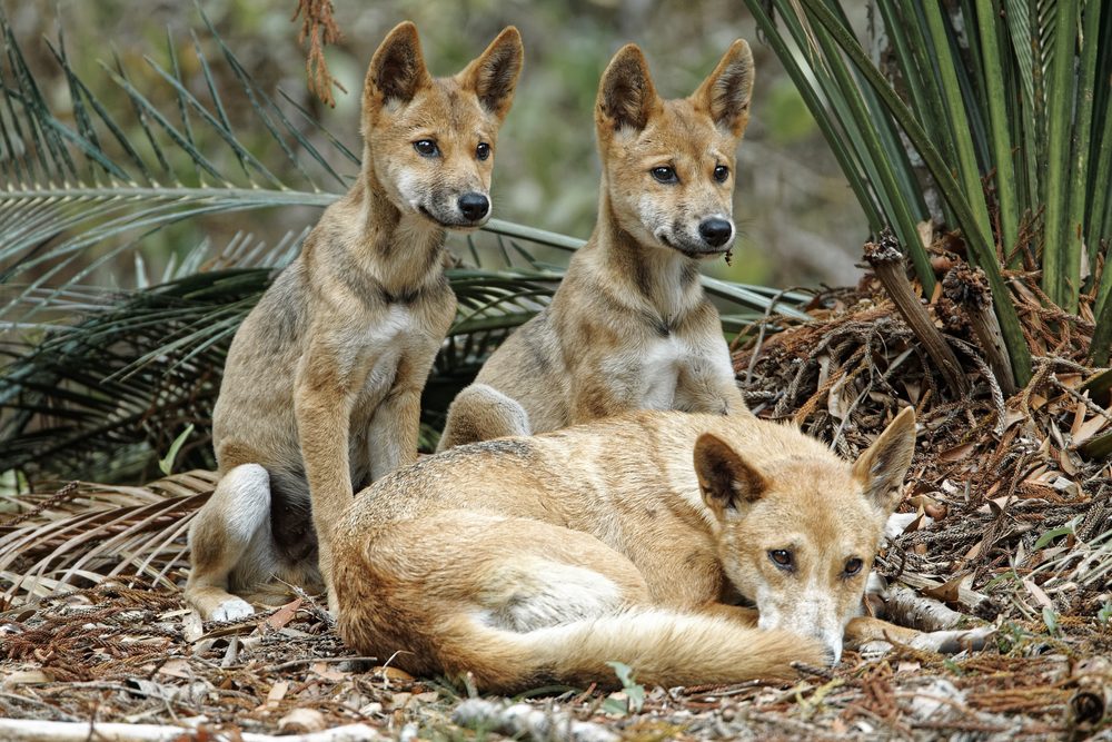 Dingos na nova zelândia