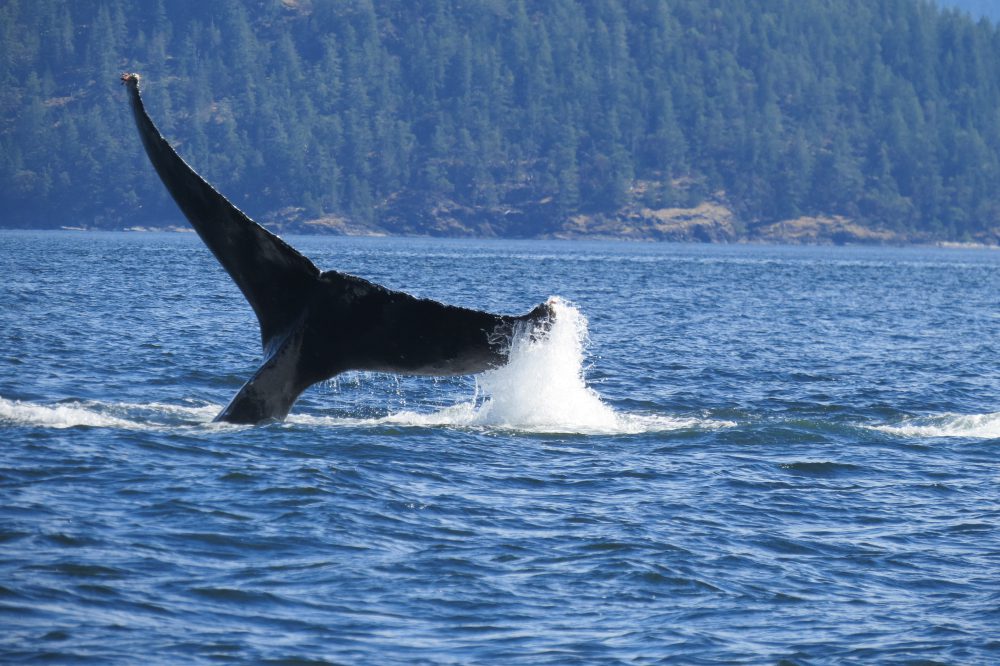Baleia em British Colombia, Canadá / Foto de Rachel Lambert / Shutterstock