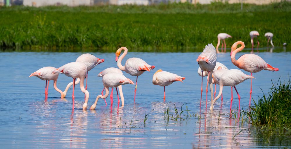 Flamingos em Oristano, Lugares Secretos na Sardenha, Itália