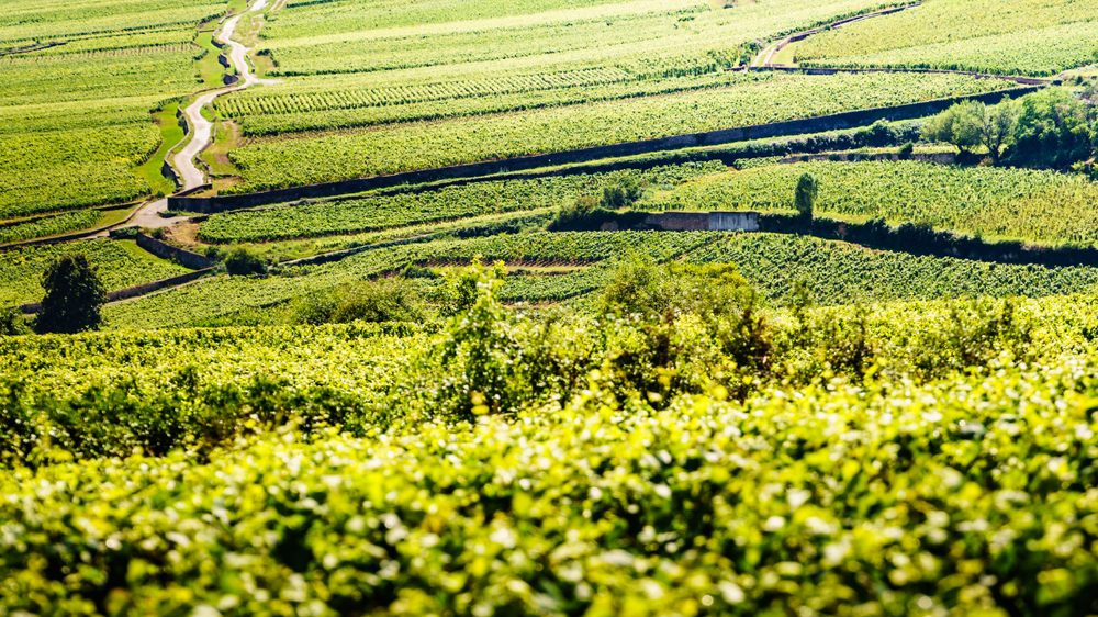 Route des Grands Crus, Borgonha