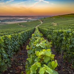Os melhores lugares em França para provar (bom) vinho
