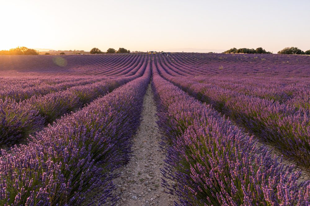 Campo de lavanda em Provença, Os melhores lugares em França para provar (bom) vinho