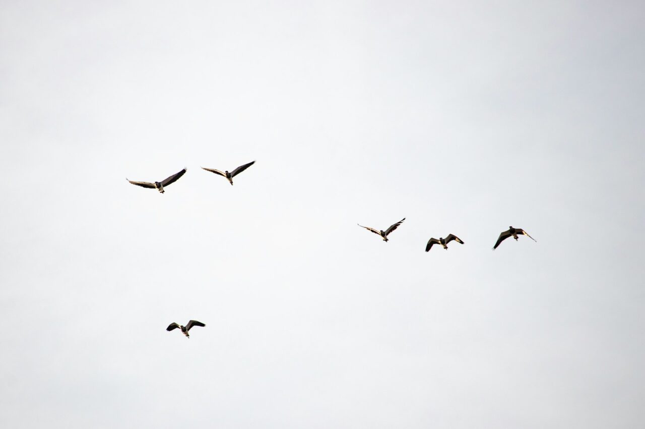 Aves