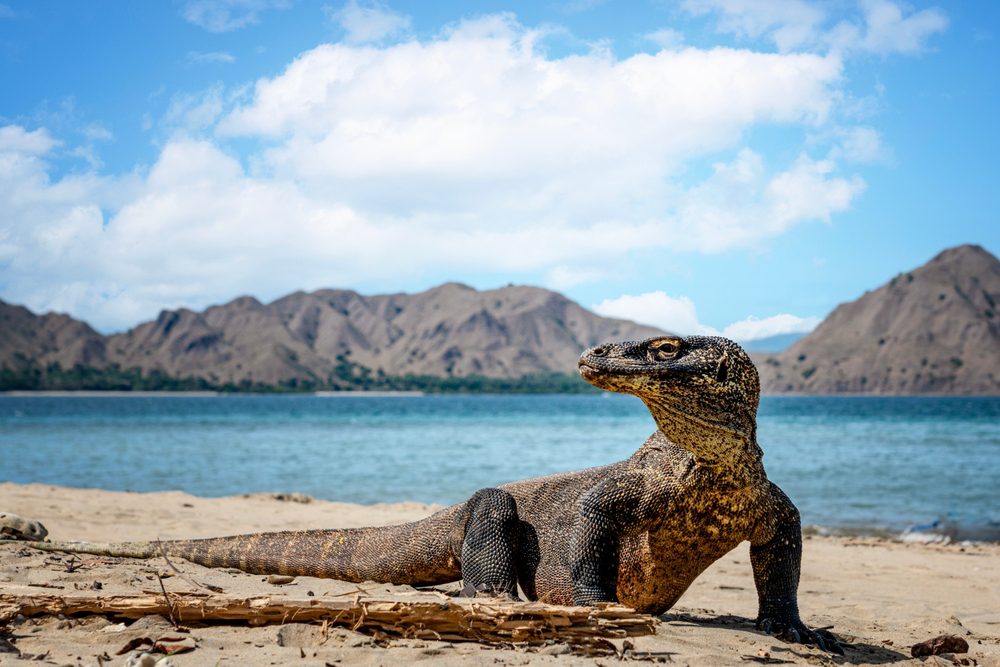 Dragão de Komodo
